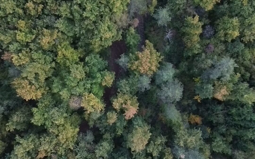 New MTB Trail on Osojnica – Welcome to All Cycling Enthusiasts